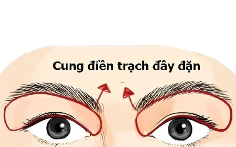 cung điền trạch